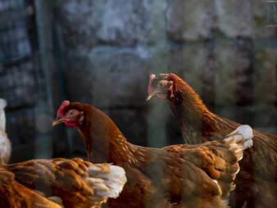 ...e galline